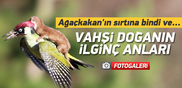 Vahşi doğanın en ilginç anları