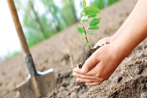 120 bin işsize ağaç dikim işi