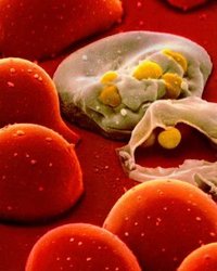 HIV'in yayılması görüntülendi