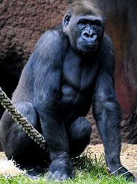 Kaçak gorili muz sevdası yakalattı