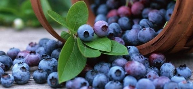 İş stresinden bunları yiyerek kurtul
