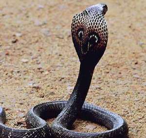 İşte en ölümcül 10 hayvan