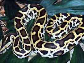 Piton yılanından ısırarak kurtuldu