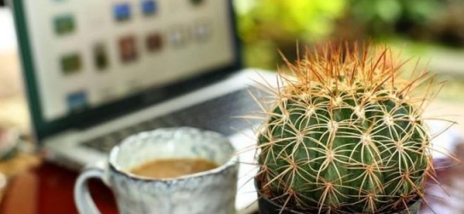 Kaktüsün inanılmaz faydası
