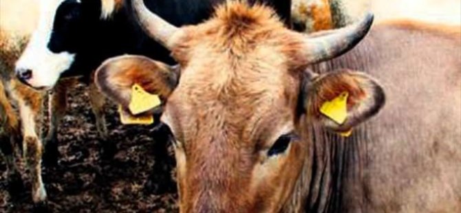 Kurbanlık fiyatları cep yakacak!