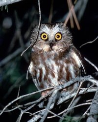 Gece iyi gören hayvanların sırrı çözüldü