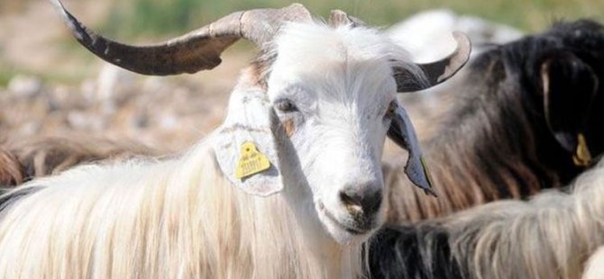 2016 Kurban Bayramı tatili ne zaman? Ayın kaçına denk geliyor?