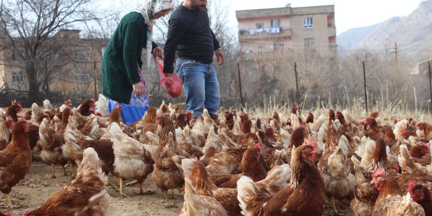Atanamayan Öğretmen Eşine Destek Olmak İstedi: Tavuk Çiftliği Kurdu
