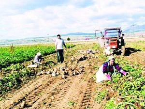 Para muslukları tarıma akıyor