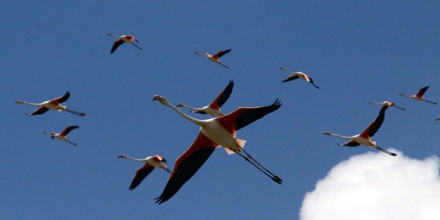 Flamingoların yeni adresi Tuz Gölü