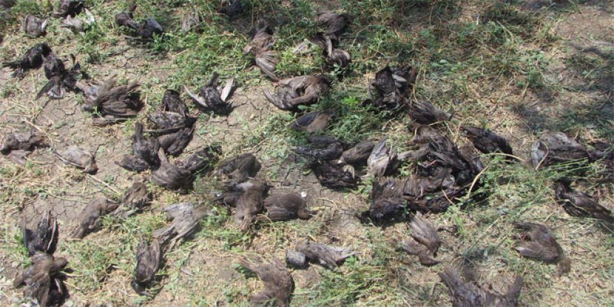 Dolu yüzlerce kuşu telef etti