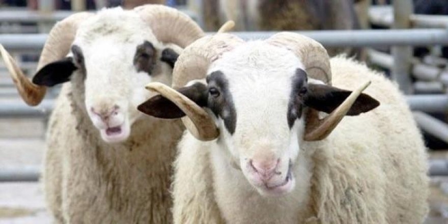 Kurban Bayramı'nda 9 gün tatil olacak mı?