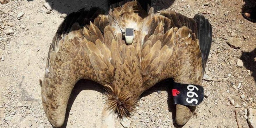 Suriye sınırında ’casus kuş’ ele geçirildi