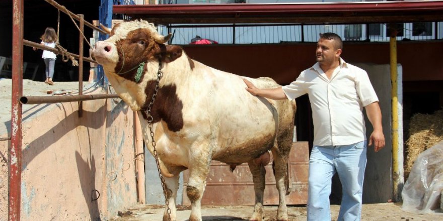 Araba parasına boğa satışta! Fiyatı dudak uçuklattı