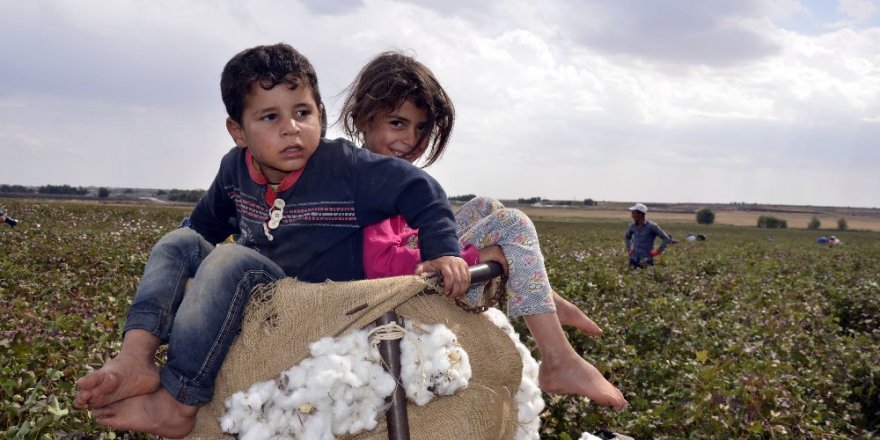 Yaşıtları okulda, onlar tarlada