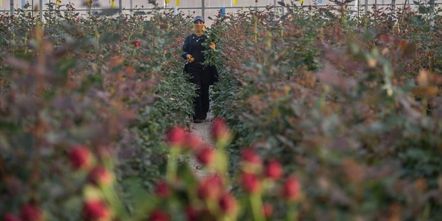 Hastalık riski bulunan ithal fidanlara karşı yerli üretim