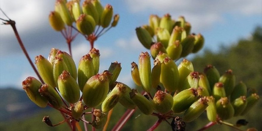 İzmir'de yeni bitki türü keşfedildi