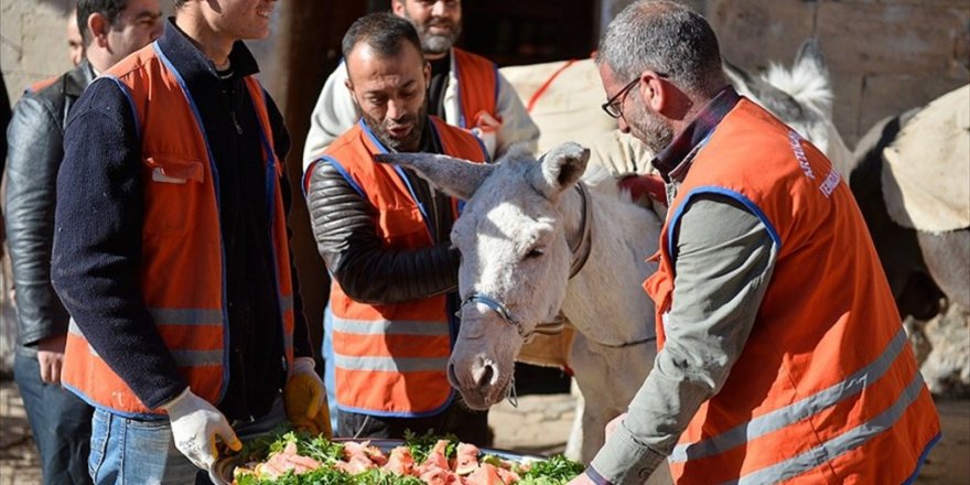 'Emekli edilen' eşekler için Mozart ve Beethovenlı tören
