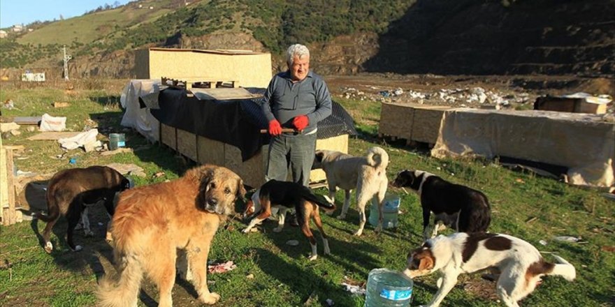 'Koca yürekli' öğretmen sokak hayvanlarına kulübe yapıyor