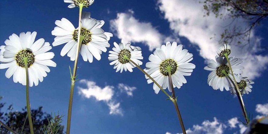 Türkiye, şubatta baharı yaşayacak! Sıcaklıklar 23 dereceye dayanacak