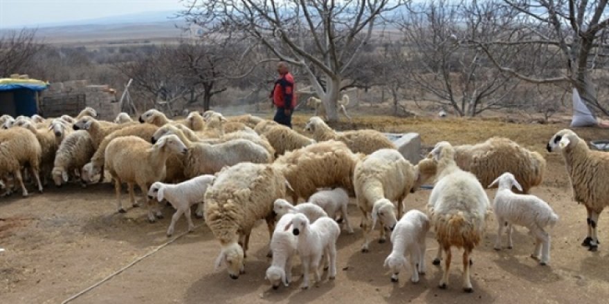 '300 koyun projesi'ne başvurular yarın sona eriyor