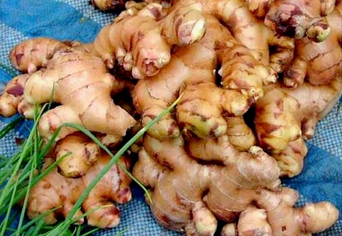 Kansere zencefilli panzehir