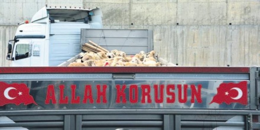 Mehmetçiğe bin kurban