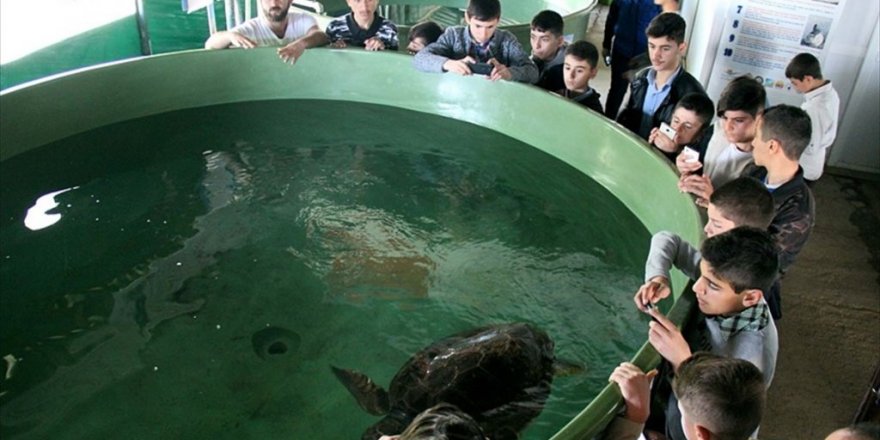 Ağrılı öğrencilerin 'caretta caretta' mutluluğu