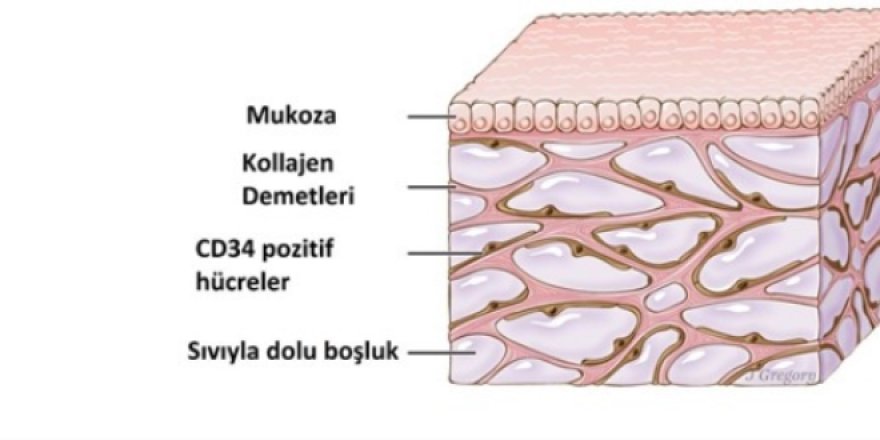 İnsan vücudunda yeni bir organ keşfedildi
