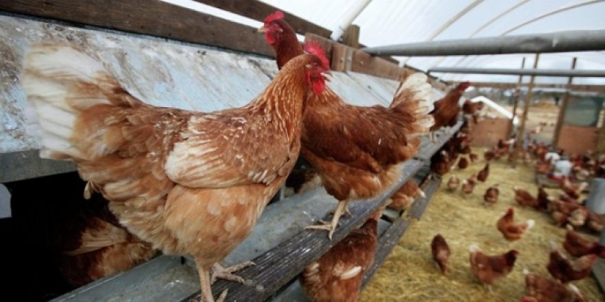 Beyaz ette kriz! Fiyatlar iki katına çıkabilir