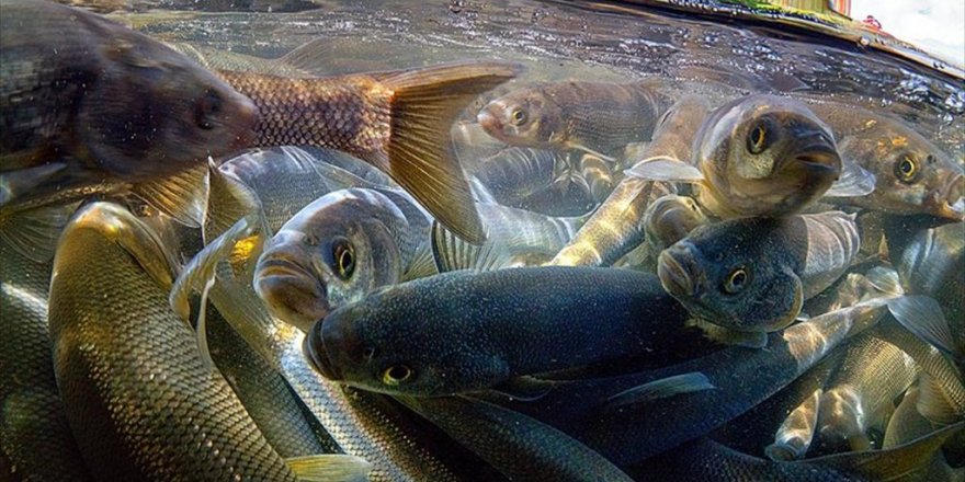 İnci kefalinin yolculuğu su altı kamerasında