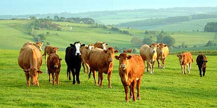 Kurbanlıklara yüzde 10 zam gelecek