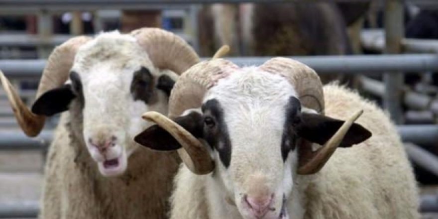 Kurban fiyatları belli oldu