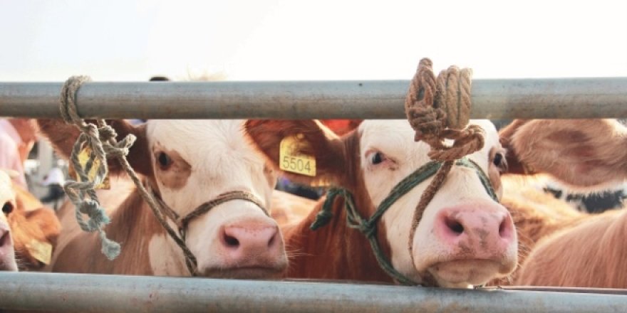 Hayvan sayısı artsa da Kurban'da zam bekleniyor