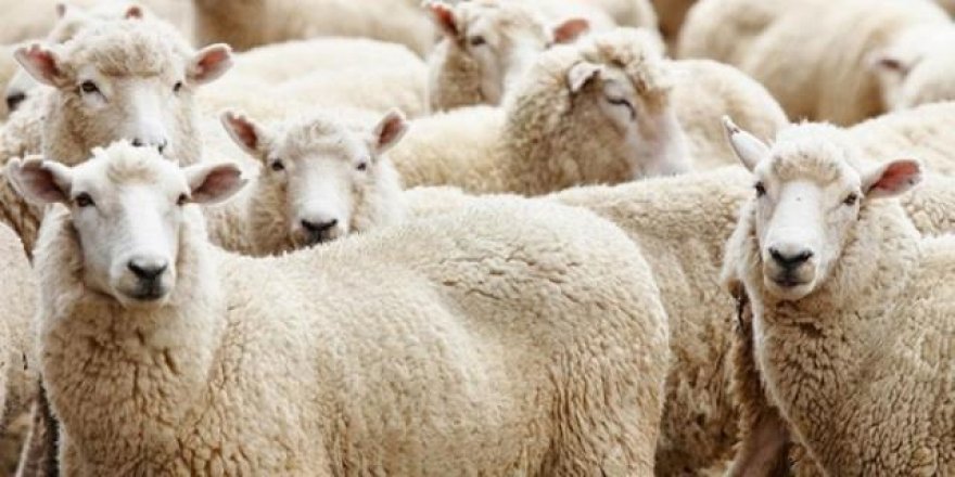 Kurban Bayramı tatil süresi belli oldu mu?