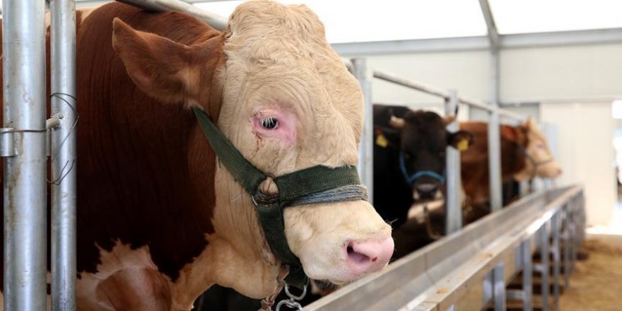 Kurbanlıkların kimlikleri 'cep'ten öğrenilebilecek