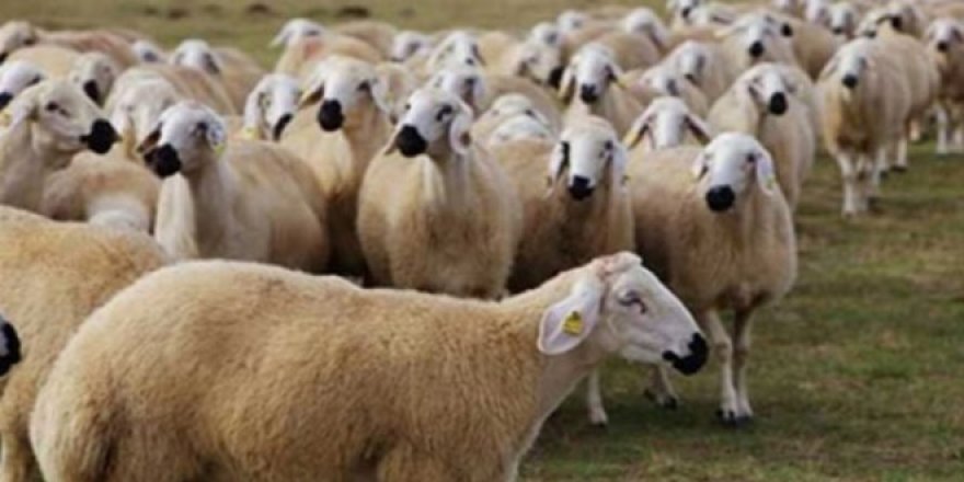 2 dev marketin kurbanlık fiyatları belli oldu