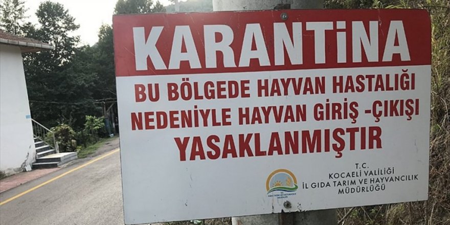 Gölcük'te şarbon şüphesine geçici karantina