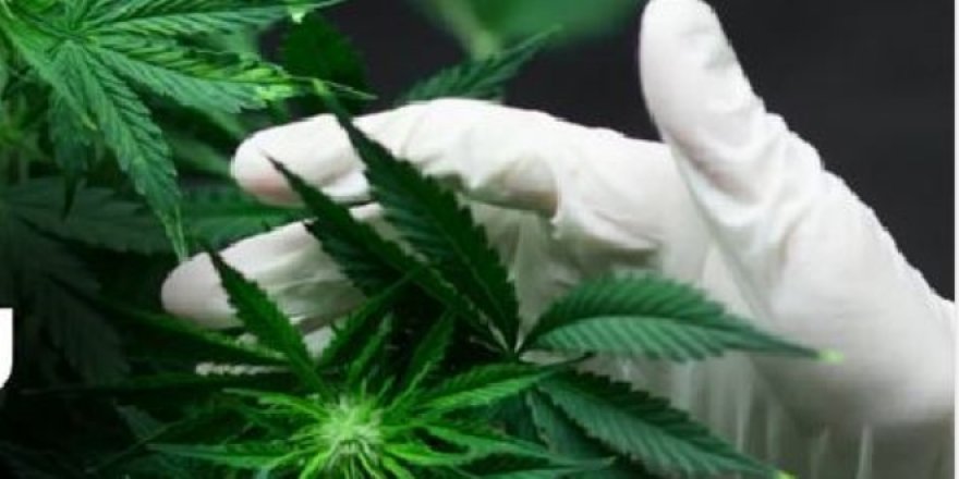 Kenevir üretimi enflasyonu düşürecek