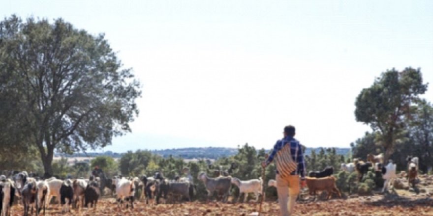 150 bin çoban ithal edeceğiz