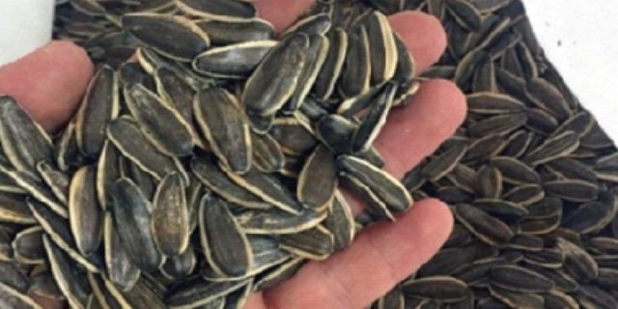 Çekirdek keyfi virüse takıldı