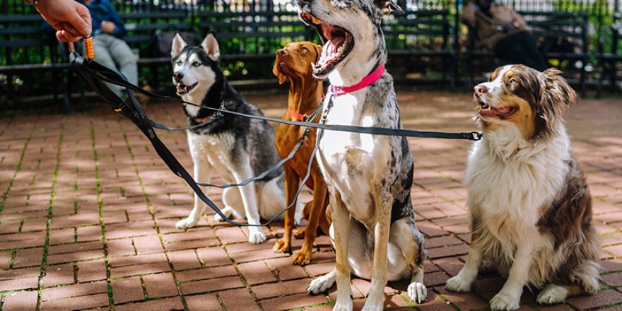Hayvanlarını Gezdirenlere Kesilen Cezalar İptal - Bakan Soylu Açıkladı!