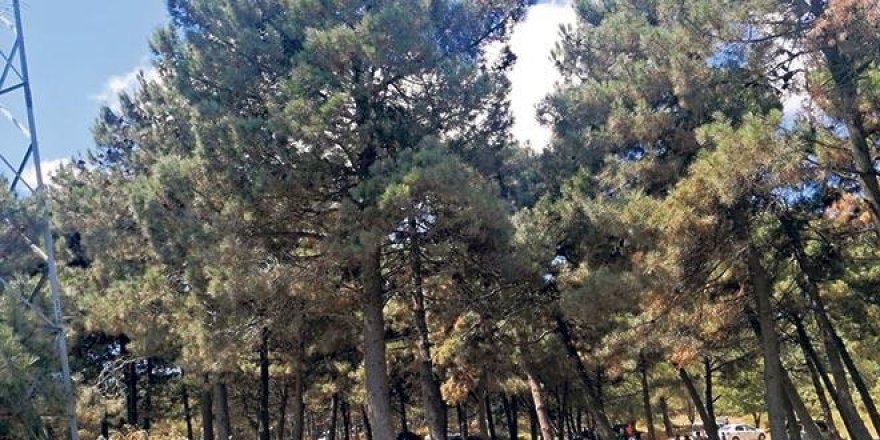 'Mangal çılgınlığı' İstanbul'u yakacak