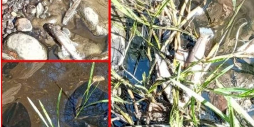 Ankara'nın içme suyunda kimyasal alarmı