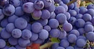 Siyah üzüm mucizesi