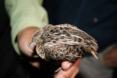 Türünün son örneğini afiyetle yediler