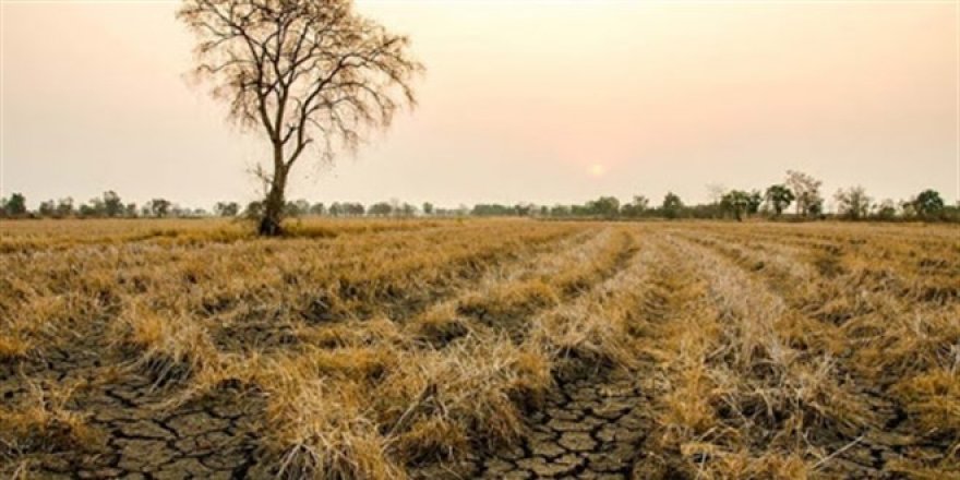 Kuraklık nedeniyle tahıl ve sebzede üretim azalacaak, meyvede artacak