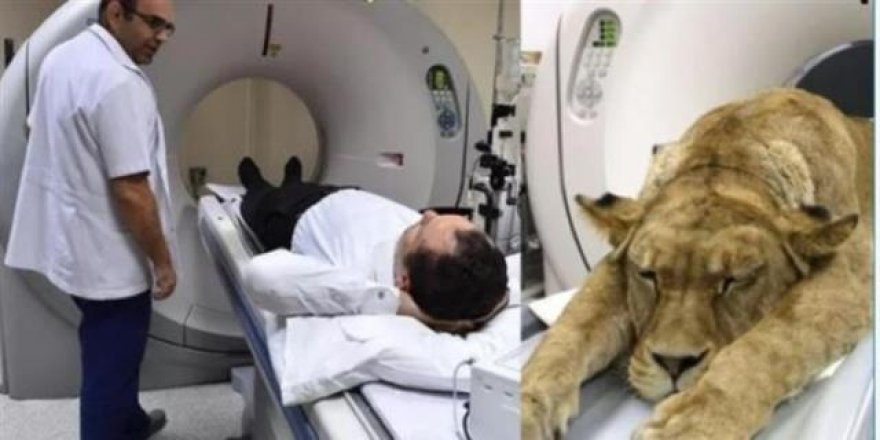 İzmir'deki hastanede şaşırtan görüntü! Aslan tomografi cihazında
