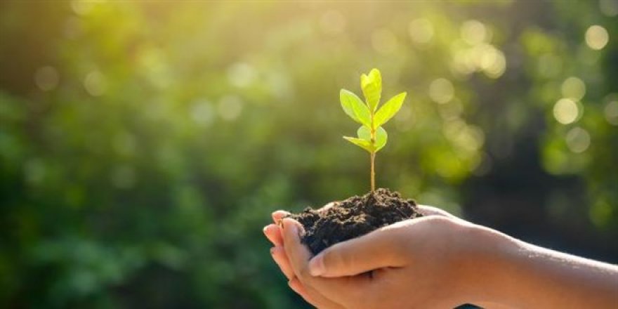 Öğretmenler için fidan dikilecek: İlk destek Erdoğan'dan geldi