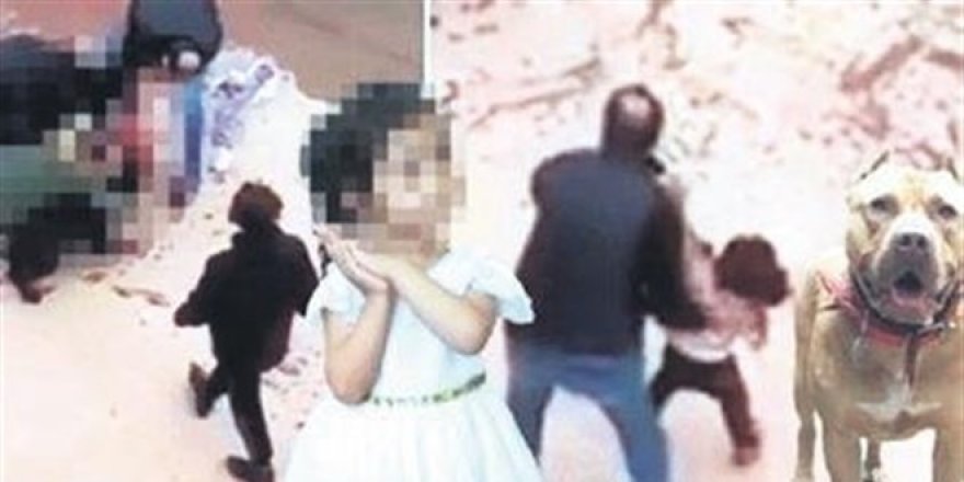 Pitbull için polis 'zabıtayı ara', zabıta 'polisi ara' diyor